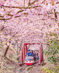 日本静冈县河津町的樱花开了， 游客可以坐着迷你小火车穿行在粉色的樱花世界里，到了晚上，在灯光的作用下，整个伊豆半岛都会被粉色倒影点亮！ ​​​​