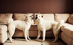 日本秋田犬图片壁纸