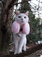 （高清图片）粉红耳包猫叔