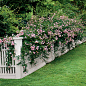  #Easy-Growing Flowers for Fences, #Climbing Roses, - SouthernLiving.com