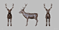 Deer