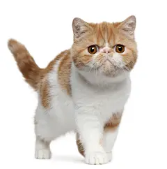 可爱小猫咪
