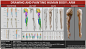 Drawing and painting human body: Arm