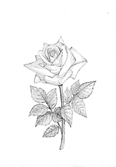 紫练_er采集到黑白画