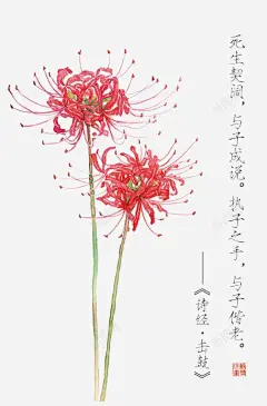 诗经花朵插画配图 免抠png 设计图片 免费下载 页面网页 平面电商 创意素材