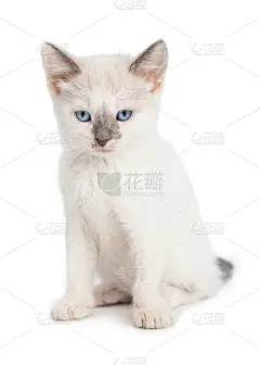 可爱的白色小猫愤怒的表情