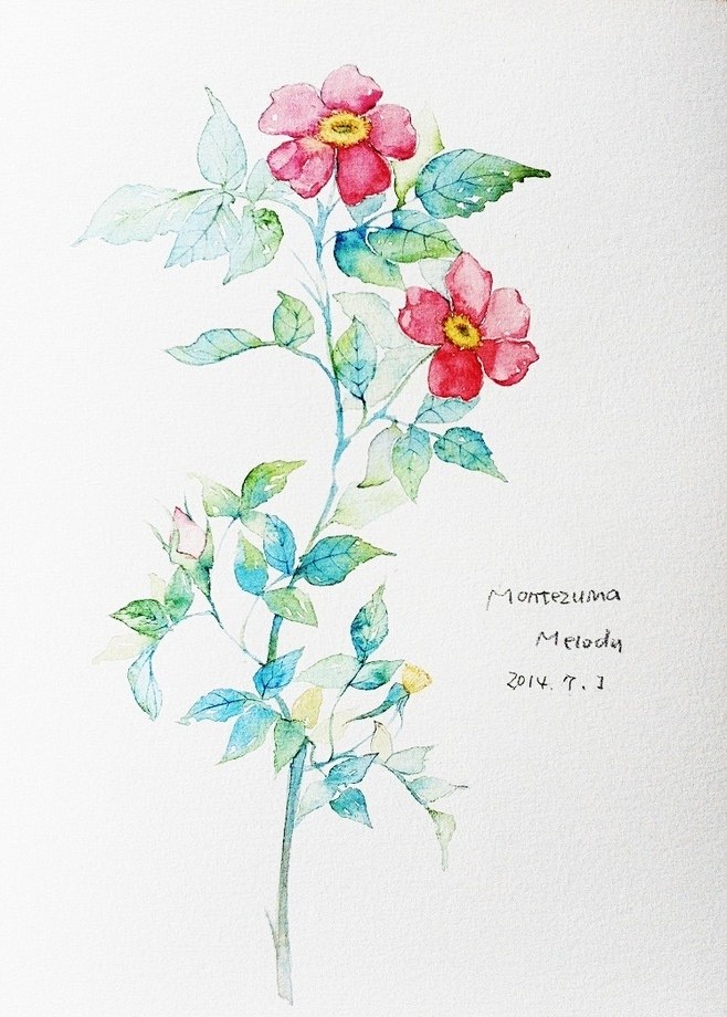 #豆比分享插画师# 今天分享一组美腻的花...