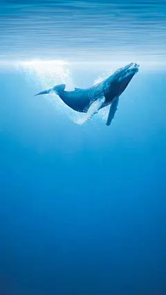 大海 壁纸