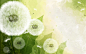 幻彩植物花卉背景 [第13张] | 1920×1200 | 设计、幻彩植物花卉背景 | 清风桌面 www.winddesktop.com