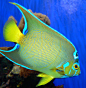 tropical-fish-underwater-sea-life-tropical-holacanthus