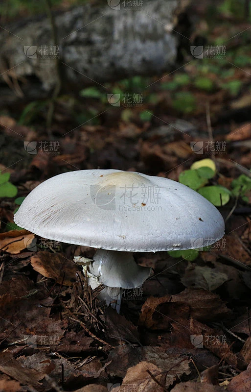 毒白毒伞蘑菇，生长在苔藓森林中素材-花瓣网