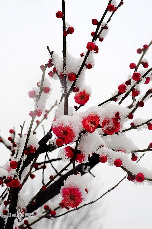 雪中红梅_梅花图册_百度百科