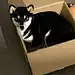 猫拾九