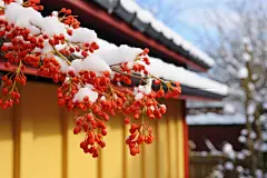 雪后天晴腊梅的暗香