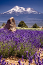 Mt Shasta, California - Lavender Farm
