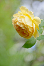 ~~Rose 'Golden Celebration' by myu-myu~~ 