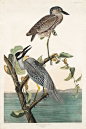 美国鸟类：黄顶夜鹭