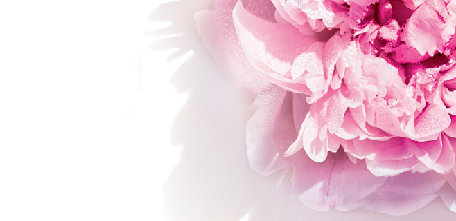 Pivoine Sublime | Pe...