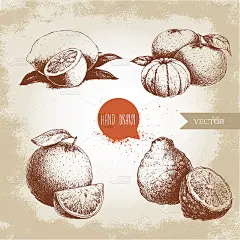 手绘素描风格的柑橘水果套装。柠檬的一半，酸橙，橘子，橘子和佛手柑。载体有机食品插图。