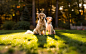 General 2560x1600 dog golden retrievers nature forest trees depth of field bokeh sunlight