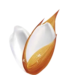 大米 米粒  png