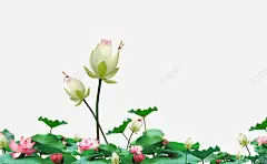 清明节手绘荷塘景色插画高清素材 设计图片 页面网页 平面电商 创意素材 png素材