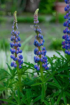 狼盛开的鲜花。羽扇豆田。草地上紫罗兰和粉红色的卢平。彩色束羽扇豆夏季花背景或贺卡