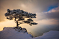 Portrait of a Tree by Nathaniel Merz on 500px