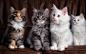 General 1920x1200 animals happy cat