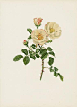 Ellen Wilmott Rose Prints Genus Rosa 1914