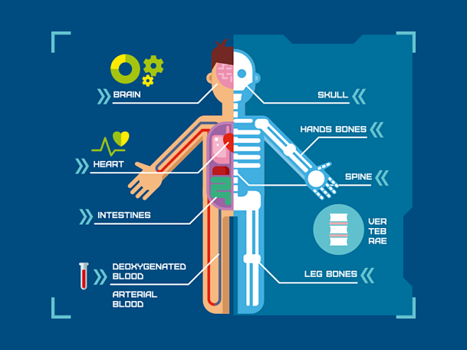 Human body anatomy i...