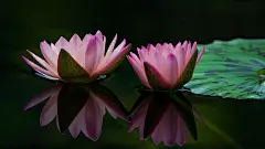 睡莲,莲花,叶子,池塘,桌面壁纸