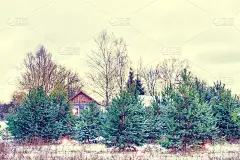 冰雪覆盖的森林。节日卡片。