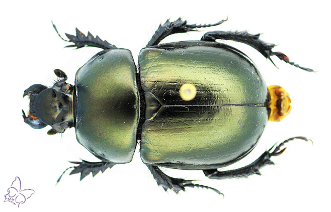 粪金龟屎壳郎圣甲虫