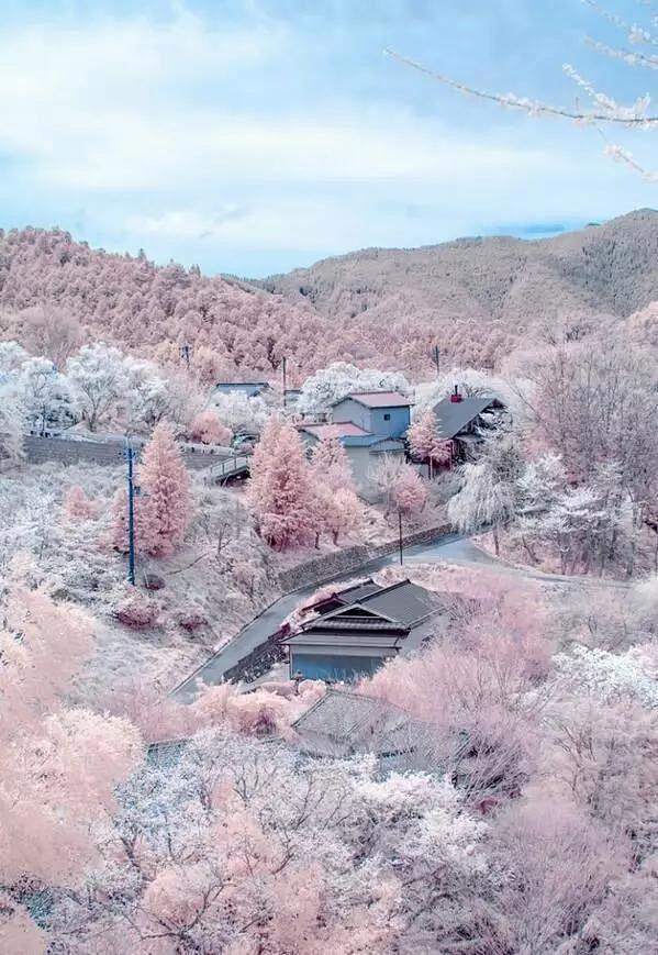 【樱吹雪】日本普降大雪 樱花雪景美如画！