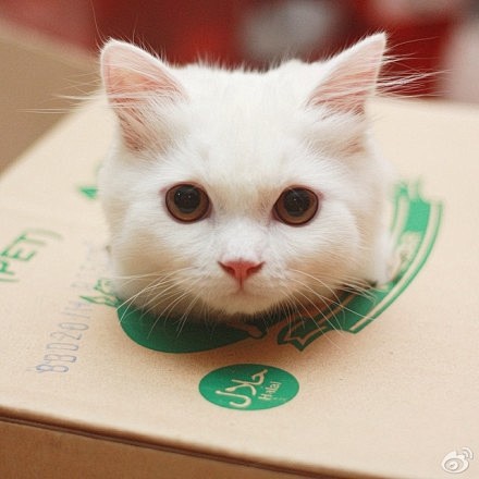 一只擅长卖萌的表情帝波斯猫Max。（vi...