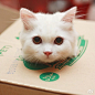 一只擅长卖萌的表情帝波斯猫Max。（via：INS themaxsociety）262