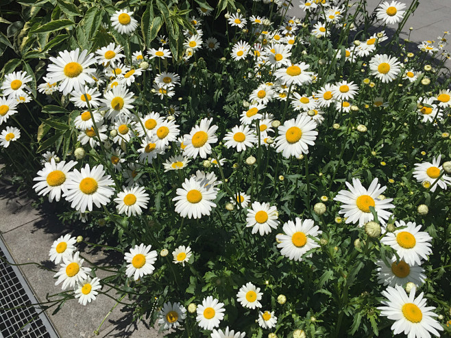 大滨菊
