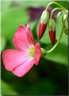 蓝瑚采集到flower