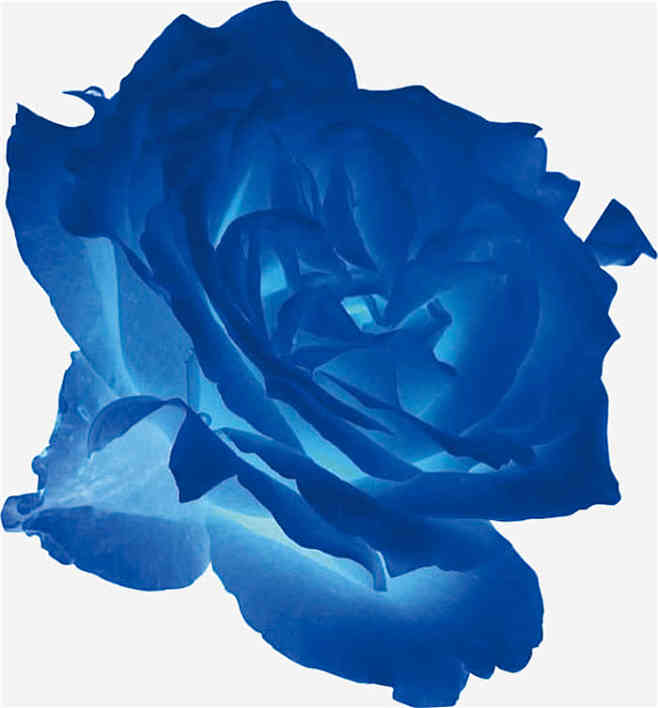 蓝玫瑰花