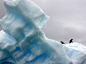 Penguins on iceberg