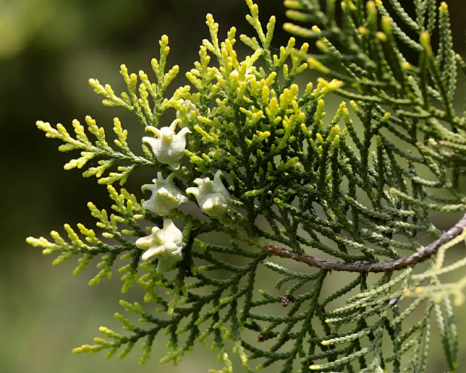 【侧柏】球果—— 科属：柏科，侧柏属。 学名：Platycladus orientalis (L.) Franco； 别名：黄柏、香柏、扁柏 ...