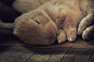 Smore (My Baby Bunny 3) by Scyrielle

Goodnight!!