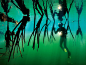 September 18，2012

红树林能够过滤污染，是很多岩礁鱼类和其他生物的温床。

摄影：Brian Skerry