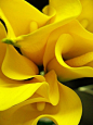yellow calla lilies