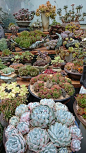 Succulents abound!!