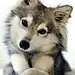 #Alaskan klee kai  miniature #husky that doesnt get more than about 18inches tall. YES