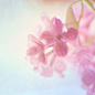 lovely flowers#春暖花开##小清新#