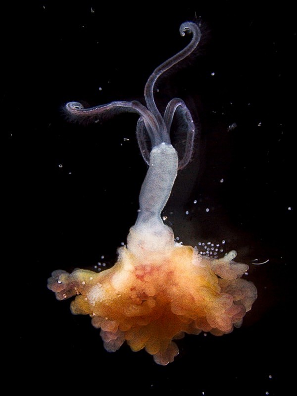 zombie-worm-600x798 ...