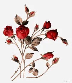 水彩玫瑰高清素材 卡通 彩色 手绘 水彩 玫瑰 秋天 红色 装饰 鲜花 免抠png 设计图片 免费下载